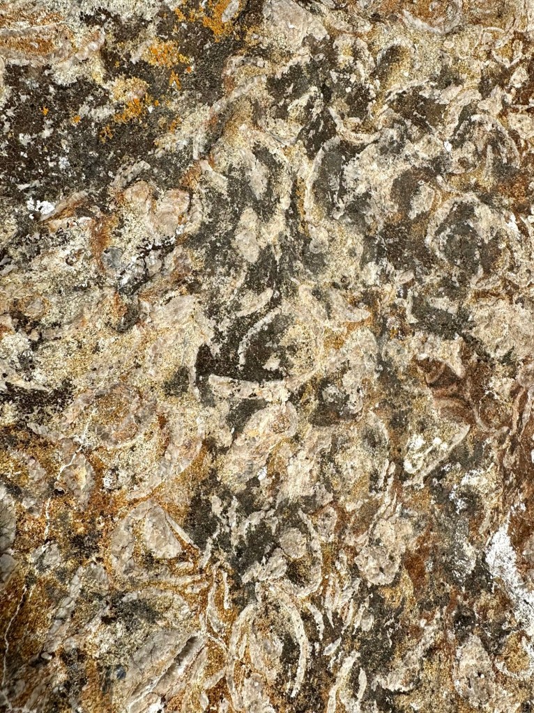 Rocks/fossils at Sierra Vista Open Space Preserve in the Bay Area, California. Picture by Happy Vegan Campers.