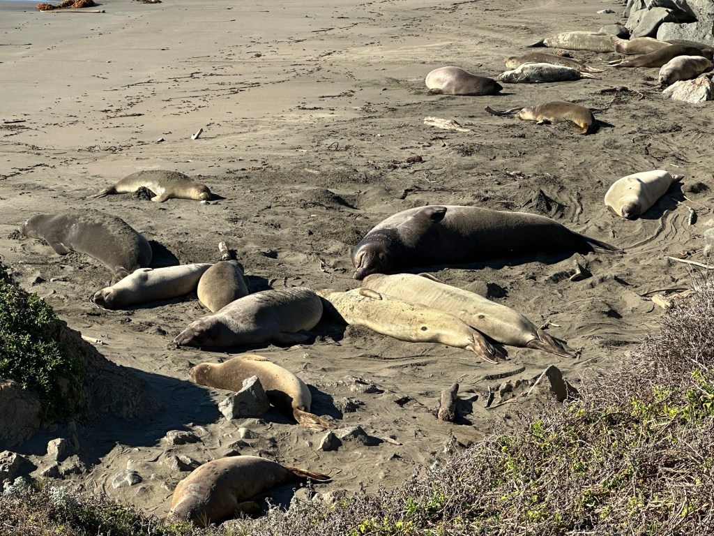 Elephant seals in San Simeon, California. Picture by Happy Vegan Campers.