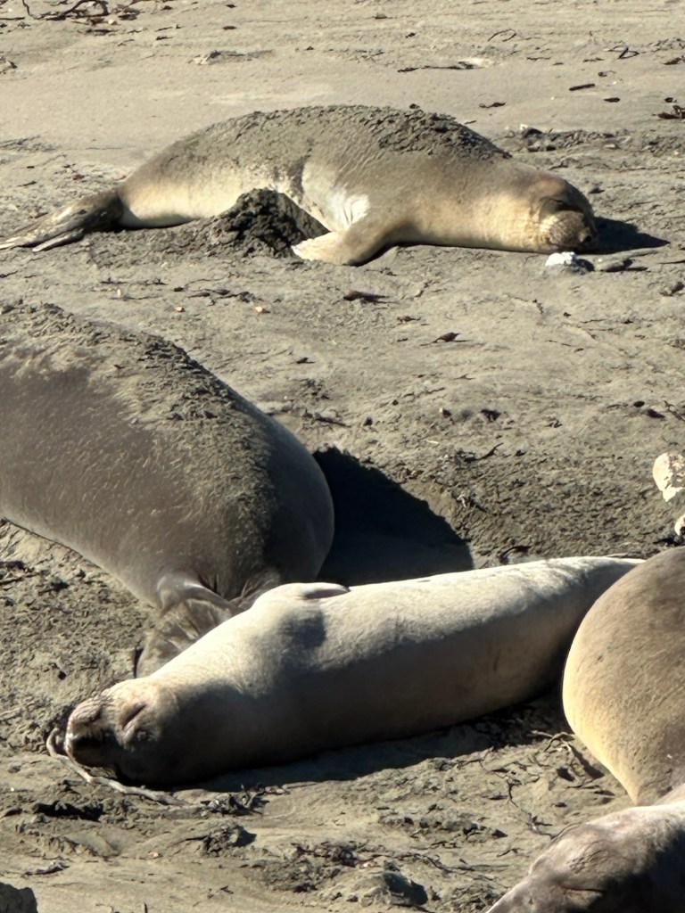 Elephant seals in San Simeon, California. Picture by Happy Vegan Campers.