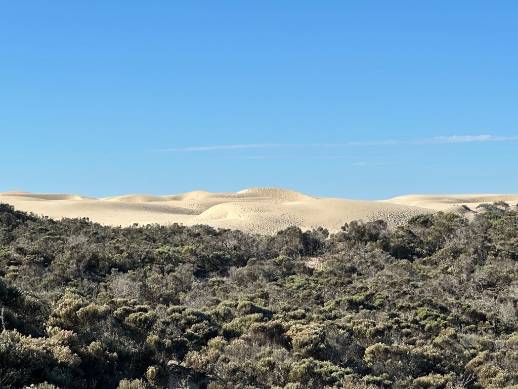 Oceano Dunes in Ocean, California. Picture by Happy Vegan Campers.