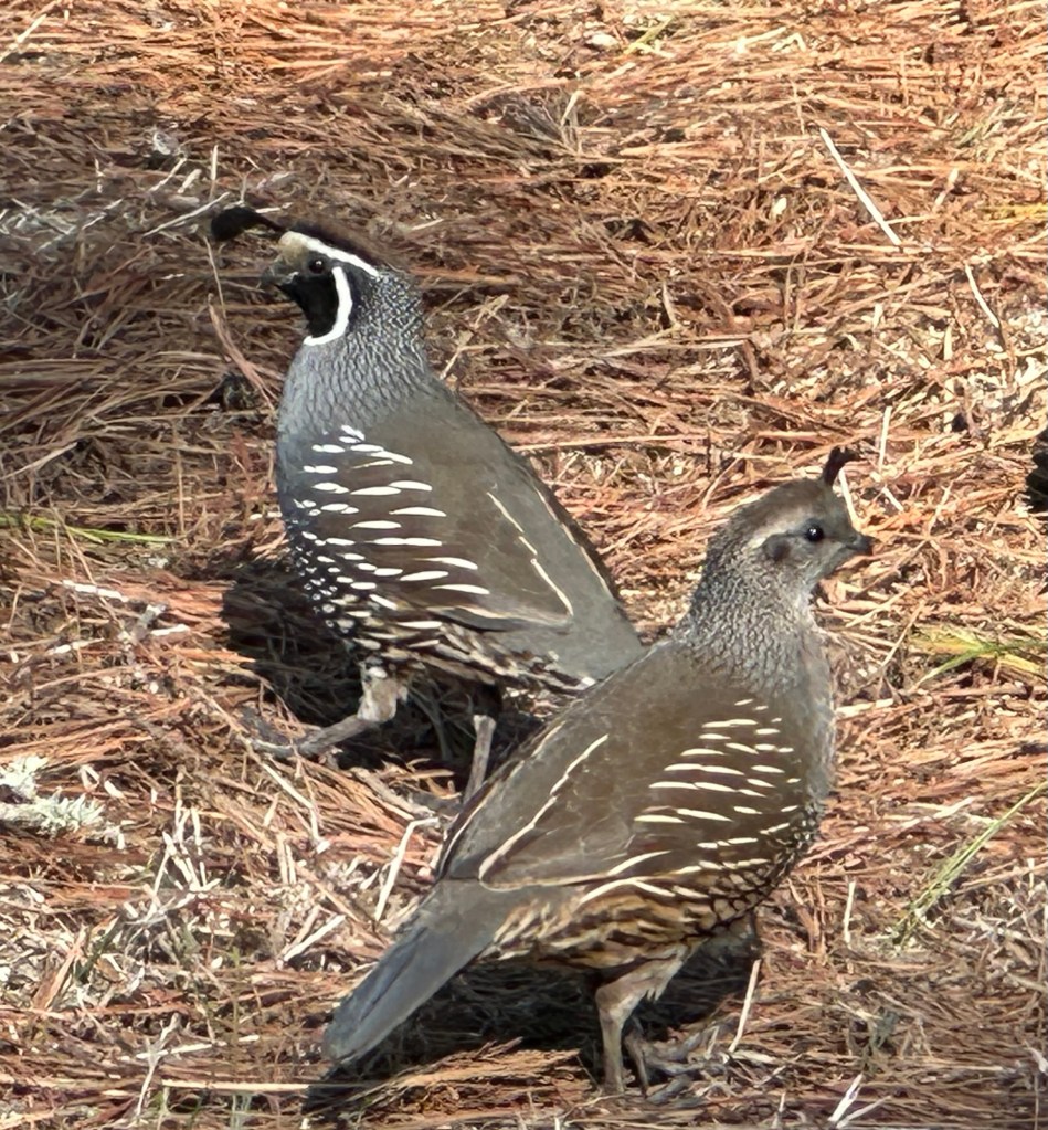 California quail in Los Osos, California. Picture by Happy Vegan Campers.