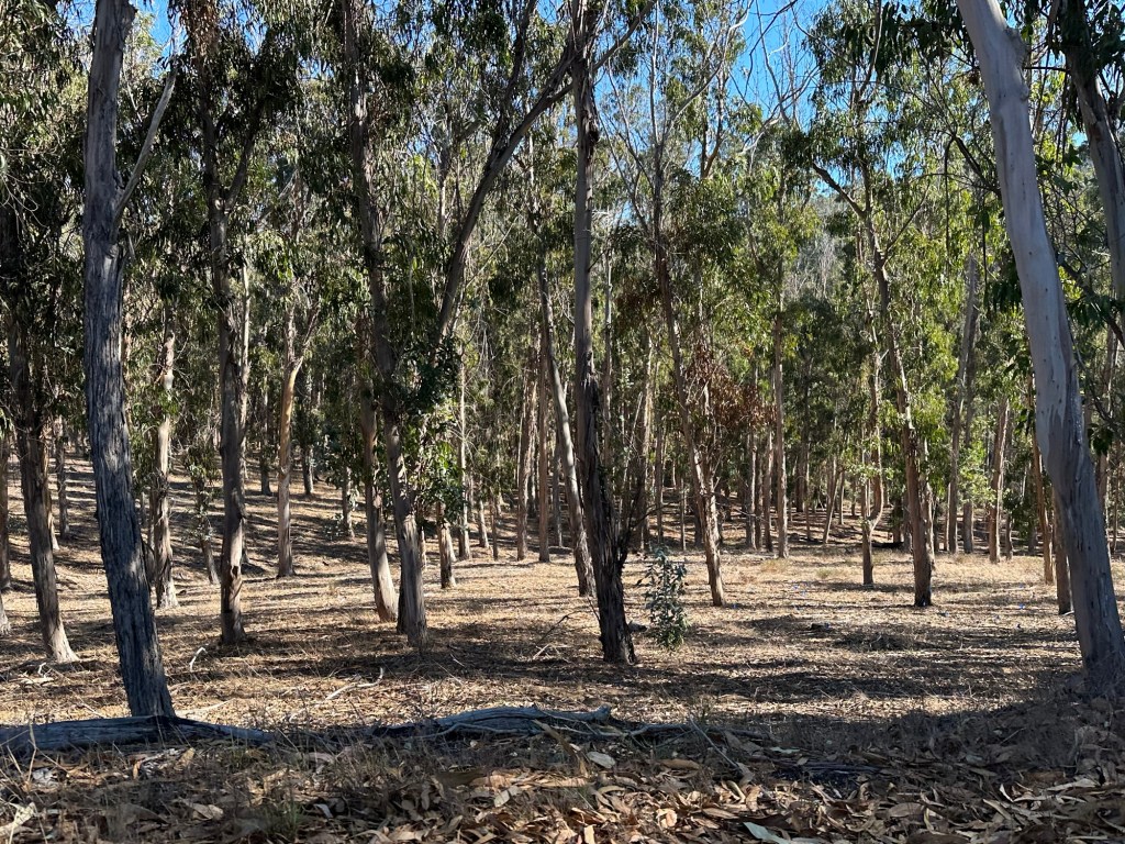 Eucalyptus trees at Montaña de Oro State Park in Los Osos, California. Picture by Happy Vegan Campers.