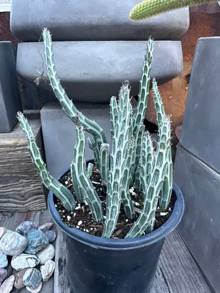 Pickle Plant at The Place on PHC in Oceano, California. Picture by Happy Vegan Campers.