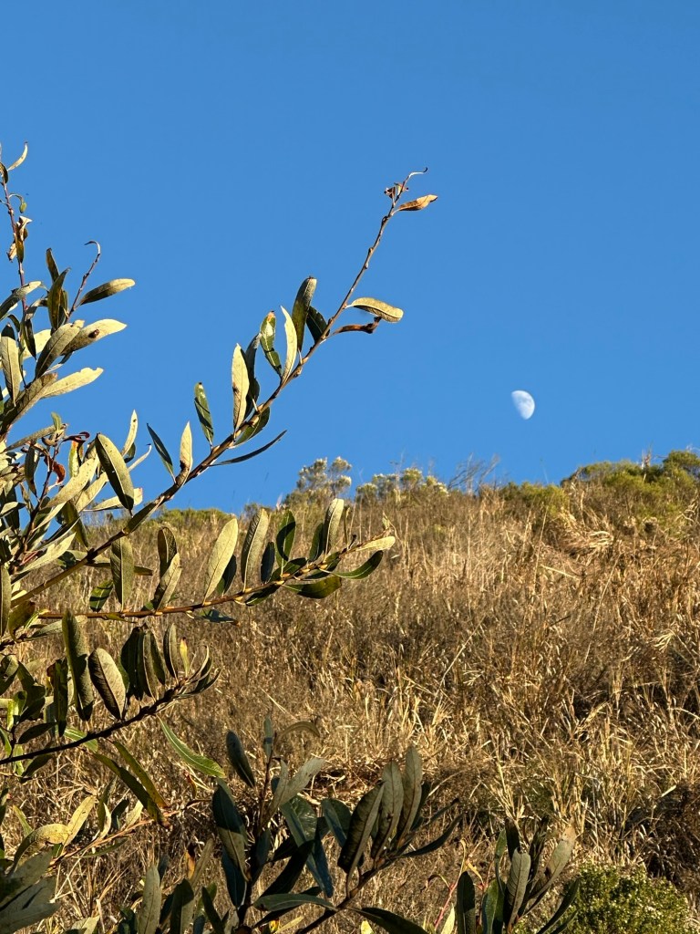 Moon over hill at Pismo Preserve in Pismo Beach, California. Picture by Happy Vegan Campers.