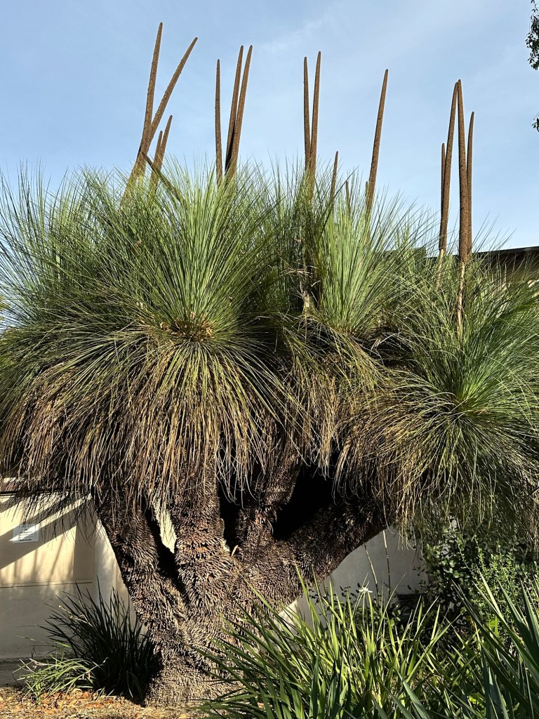 Grass Tree at Franceschi Park in Santa Barbara, California. Picture by Happy Vegan Campers.