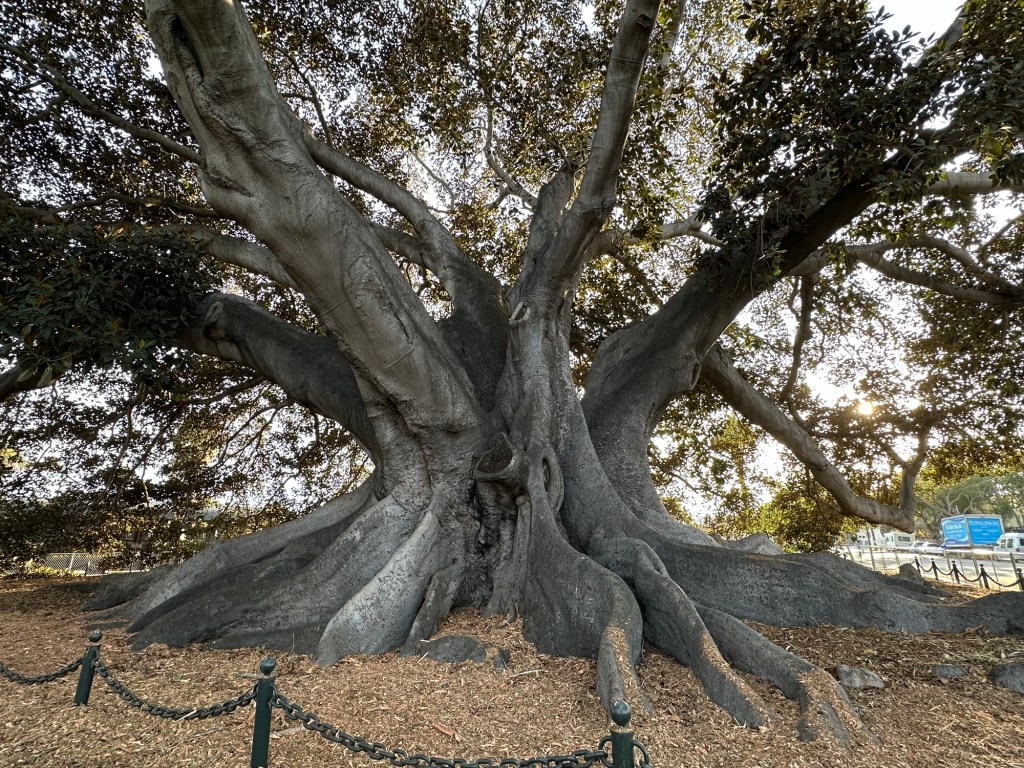 Largest Morton Bay Fig Tree in the United States in Santa Barbara, California. Picture by Happy Vegan Campers.
