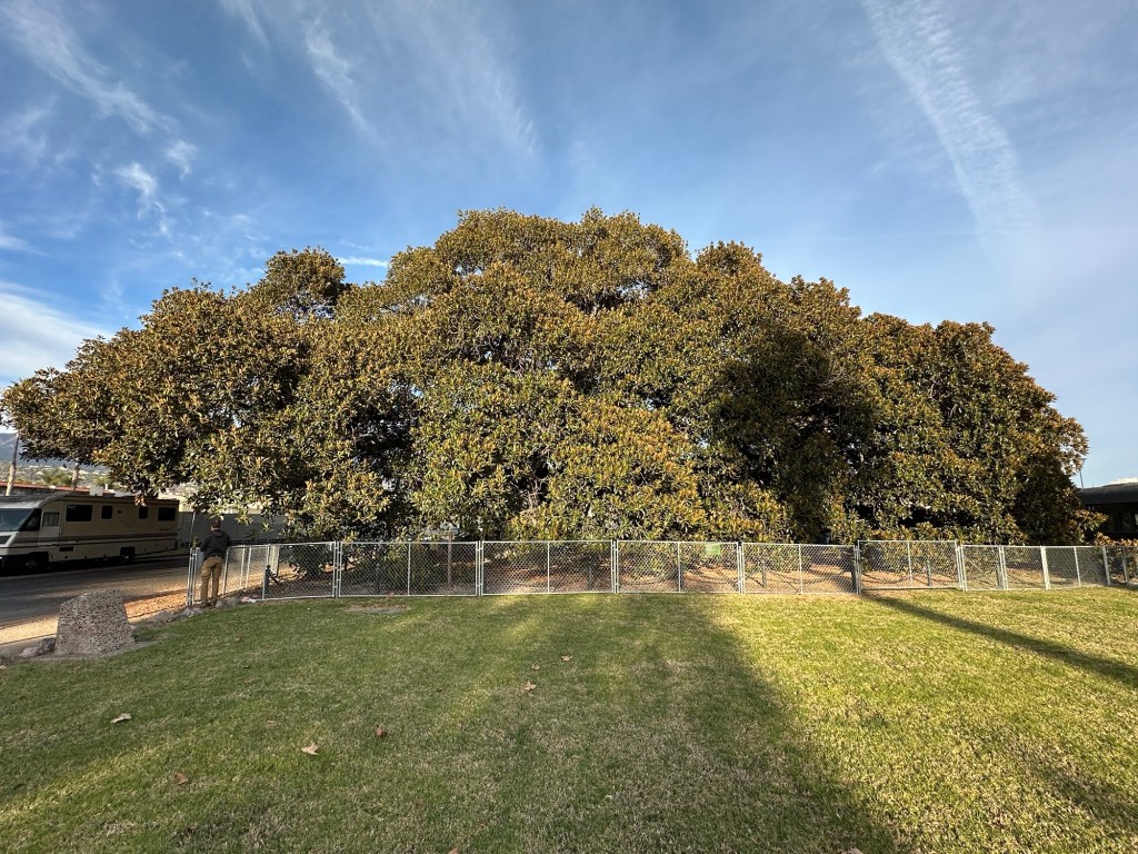 Largest Morton Bay Fig Tree in the United States in Santa Barbara, California. Picture by Happy Vegan Campers.