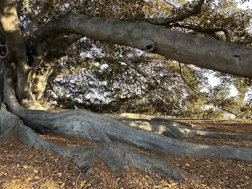 Largest Morton Bay Fig Tree in the United States in Santa Barbara, California. Picture by Happy Vegan Campers.