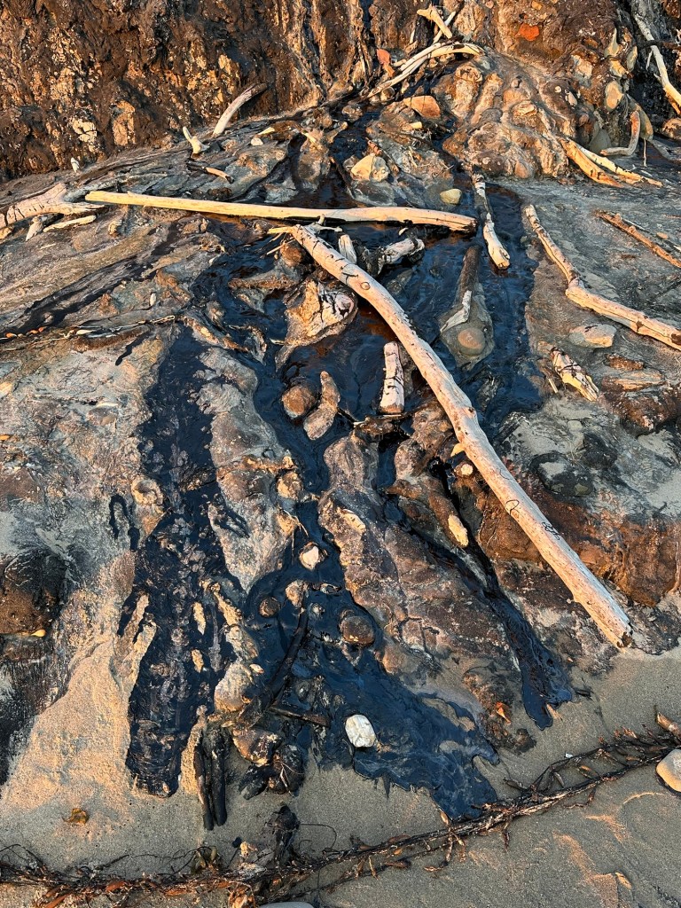 Carpinteria Tar Pit Park in Carpinteria, California. Picture by Happy Vegan Campers.