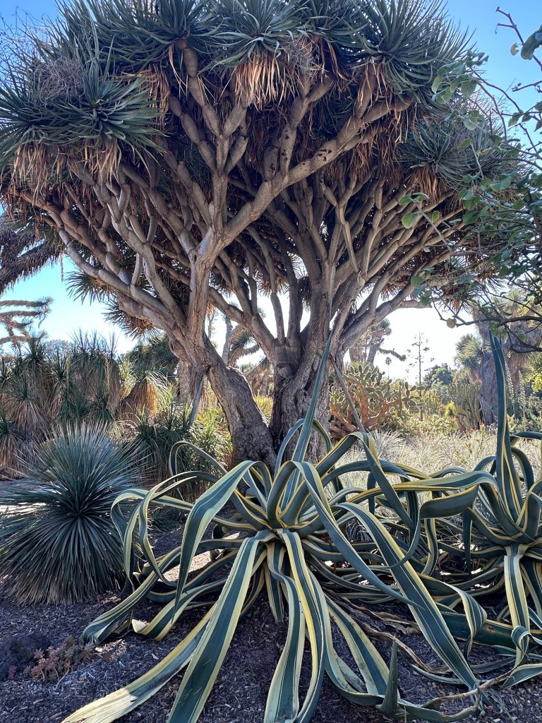The Huntington Library, Art Museum, and Botanical Gardens in San Marino, California. Picture by Happy Vegan Campers.