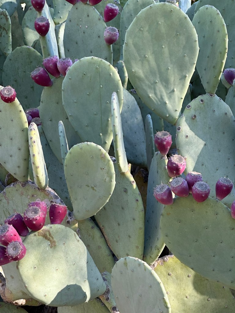 Cactus at The Huntington Library, Art Museum, and Botanical Gardens in San Marino, California. Picture by Happy Vegan Campers.