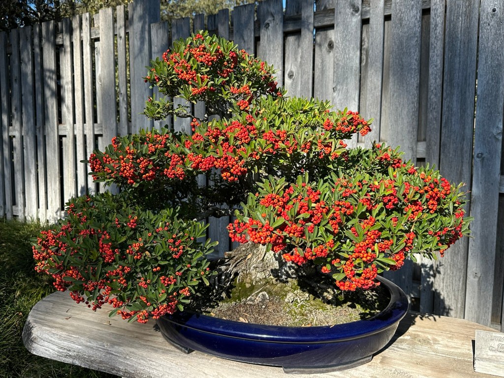 Bonsai tree at The Huntington Library, Art Museum, and Botanical Gardens in San Marino, California. Picture by Happy Vegan Campers.
