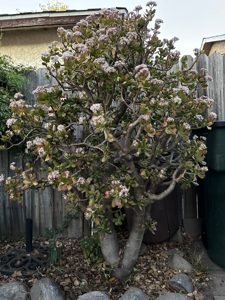 Jade plant in Pasadena, California. Picture by Happy Vegan Campers.