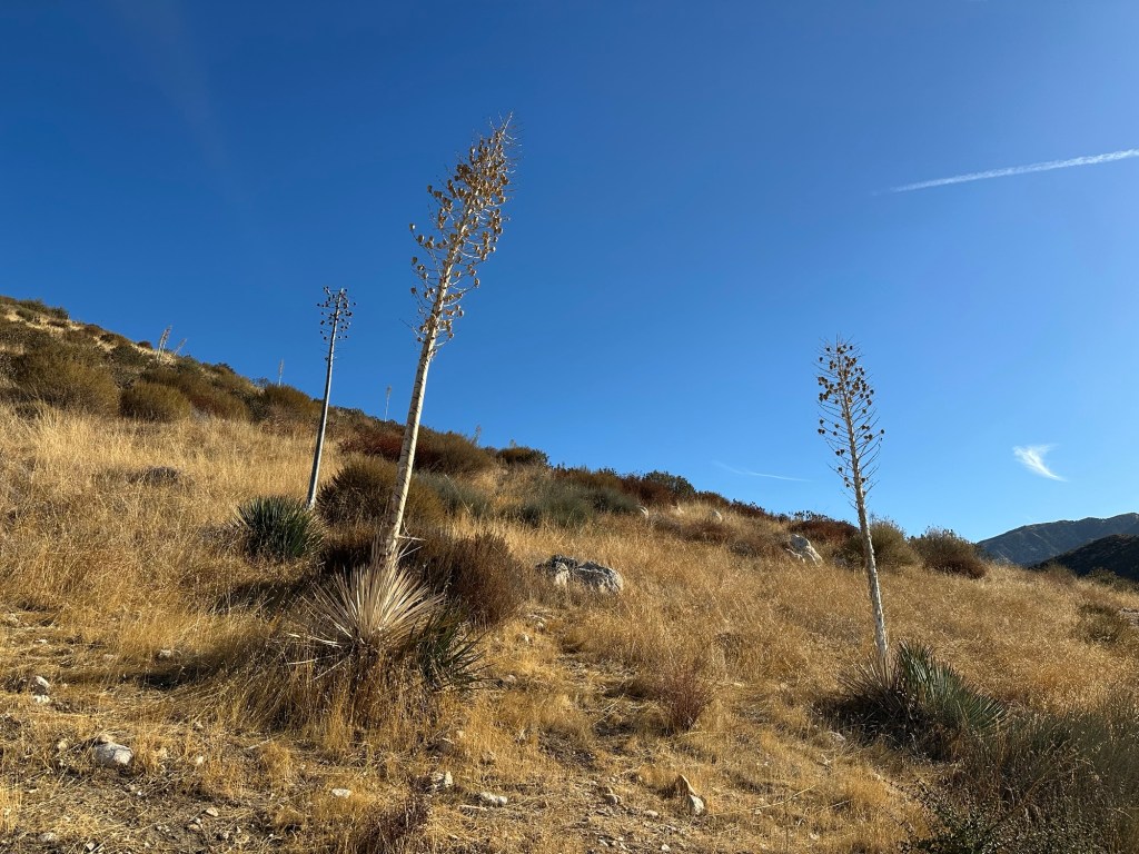 View from Pacific Crest Trail in Soledad Canyon in Acton, California. Picture by Happy Vegan Campers.