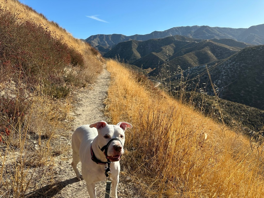 Peter on Pacific Crest Trail in Soledad Canyon in Acton, California. Picture by Happy Vegan Campers.