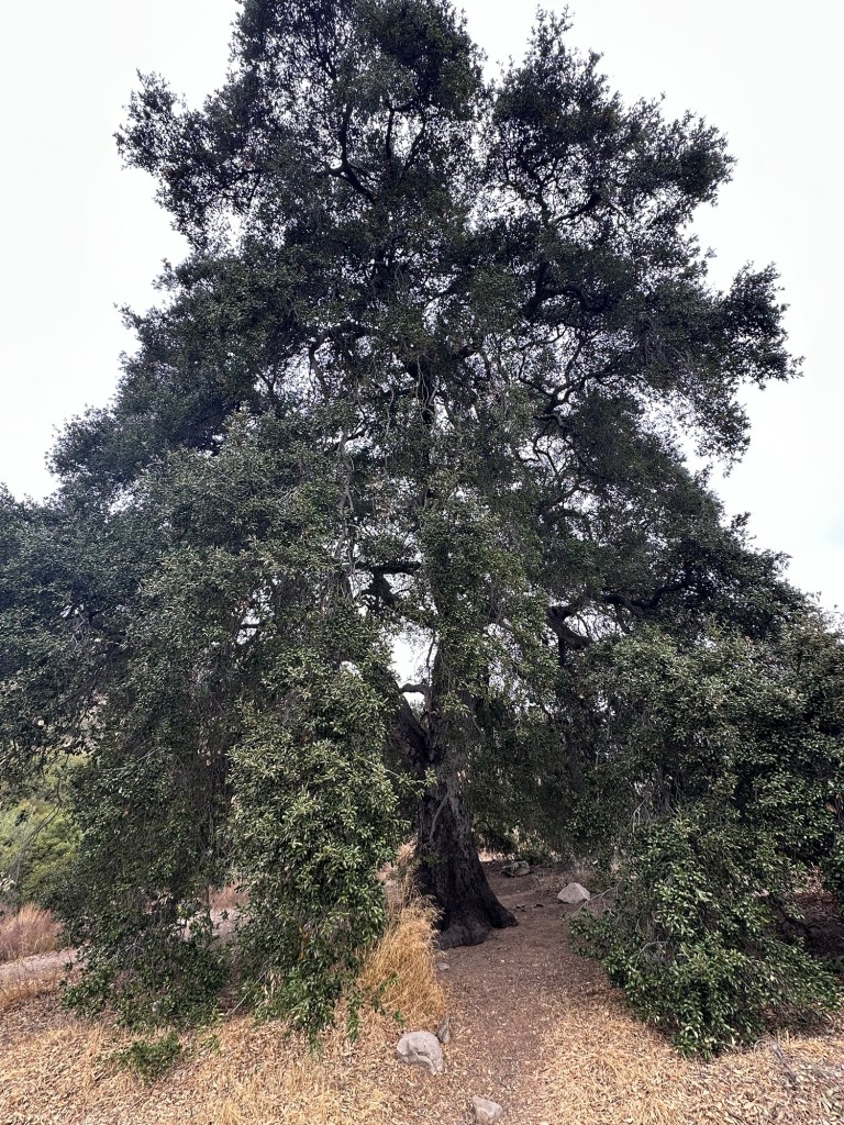 McFall Oak at Deukmejian Wilderness Park in Glendale, California. Picture by Happy Vegan Campers.