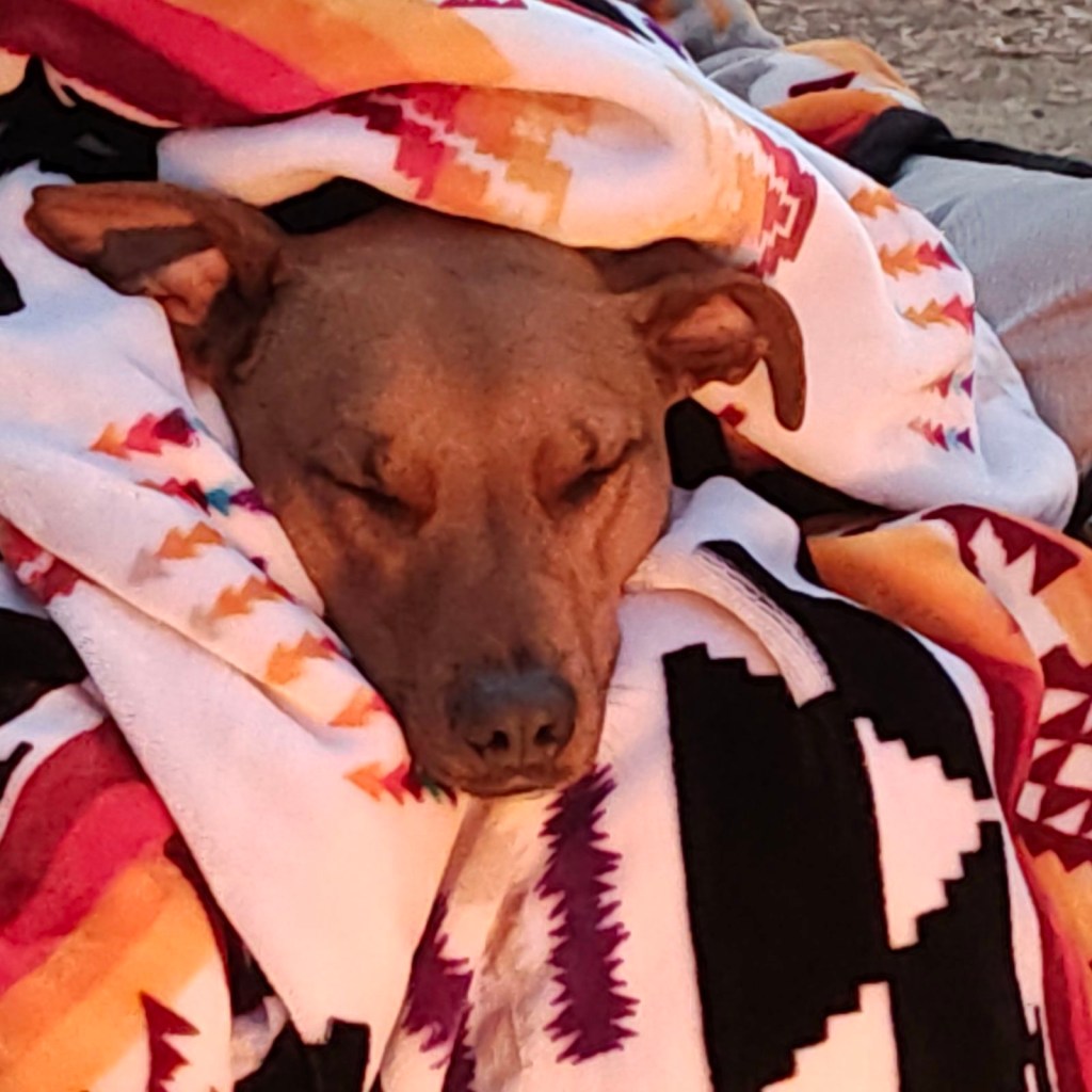 Dexter at a campsite in Jamul, California. Picture by Happy Vegan Campers.