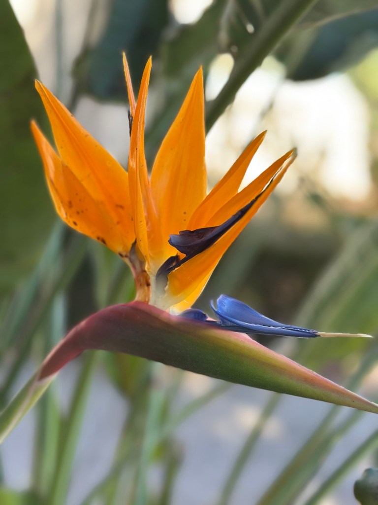 Bird of Paradise at Balboa Park in San Diego, California. Picture by Happy Vegan Campers.