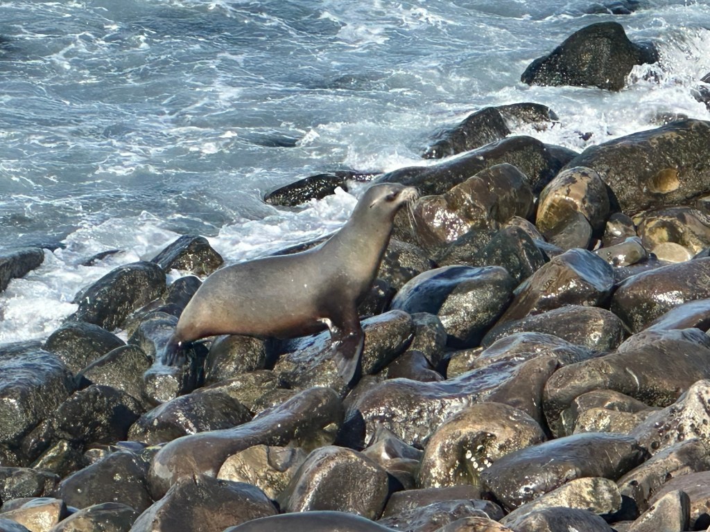 Sea lion at Point La Jolla Sea Lion Rookery in La Jolla, California. Picture by Happy Vegan Campers.