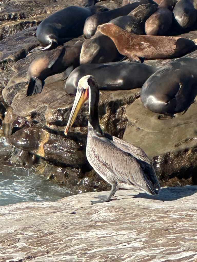 Pelican and sea lions at Point La Jolla Sea Lion Rookery in La Jolla, California. Picture by Happy Vegan Campers.