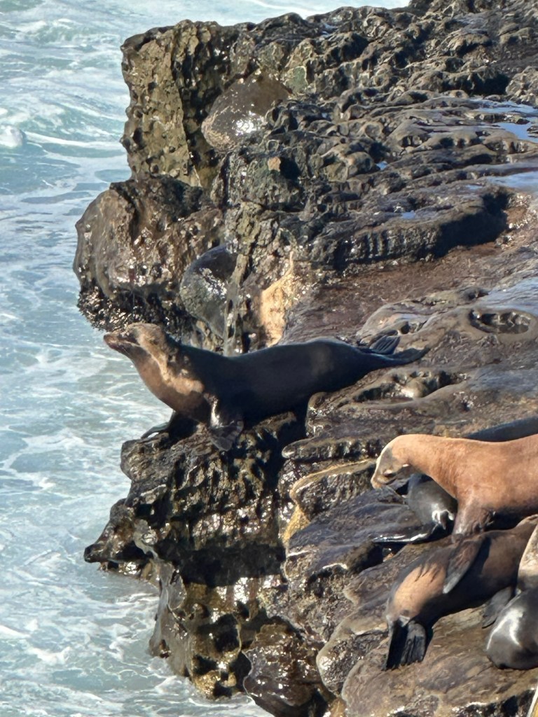 Sea lions at Point La Jolla Sea Lion Rookery in La Jolla, California. Picture by Happy Vegan Campers.