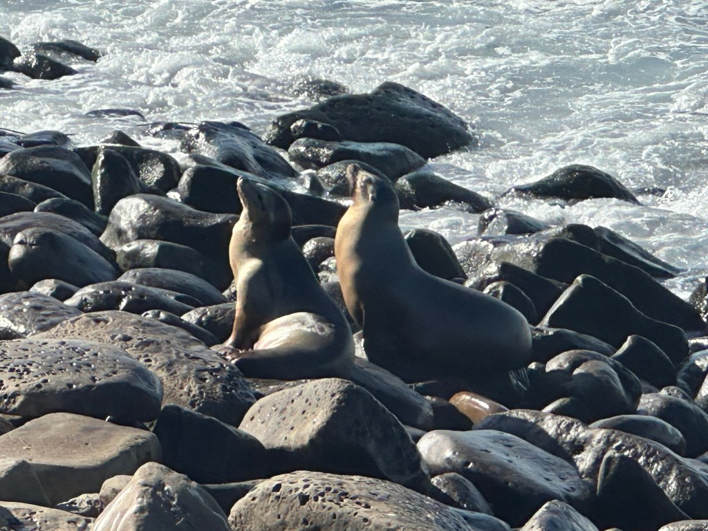 Sea lions at Point La Jolla Sea Lion Rookery in La Jolla, California. Picture by Happy Vegan Campers.
