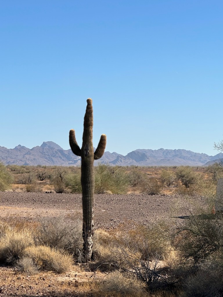Cactus and mountains in Quartzsite, Arizona. Picture by Happy Vegan Campers.