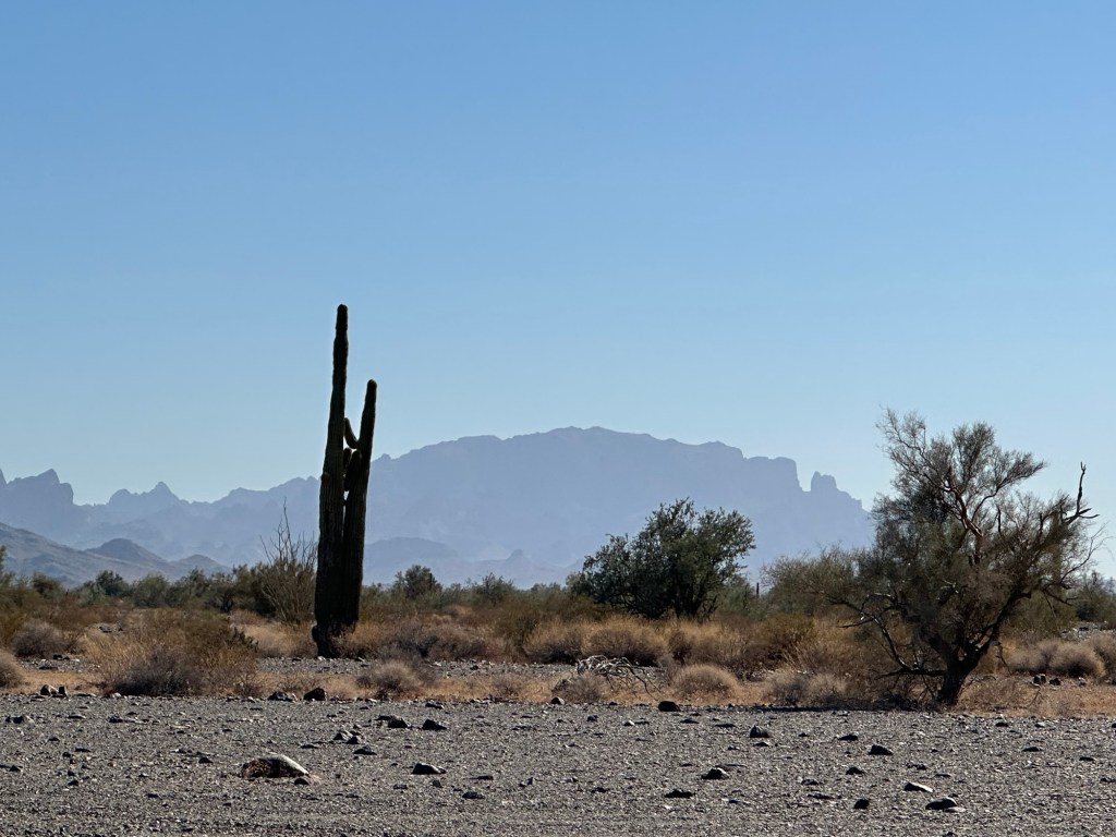 Cactus and mountains in Quartzsite, Arizona. Picture by Happy Vegan Campers.