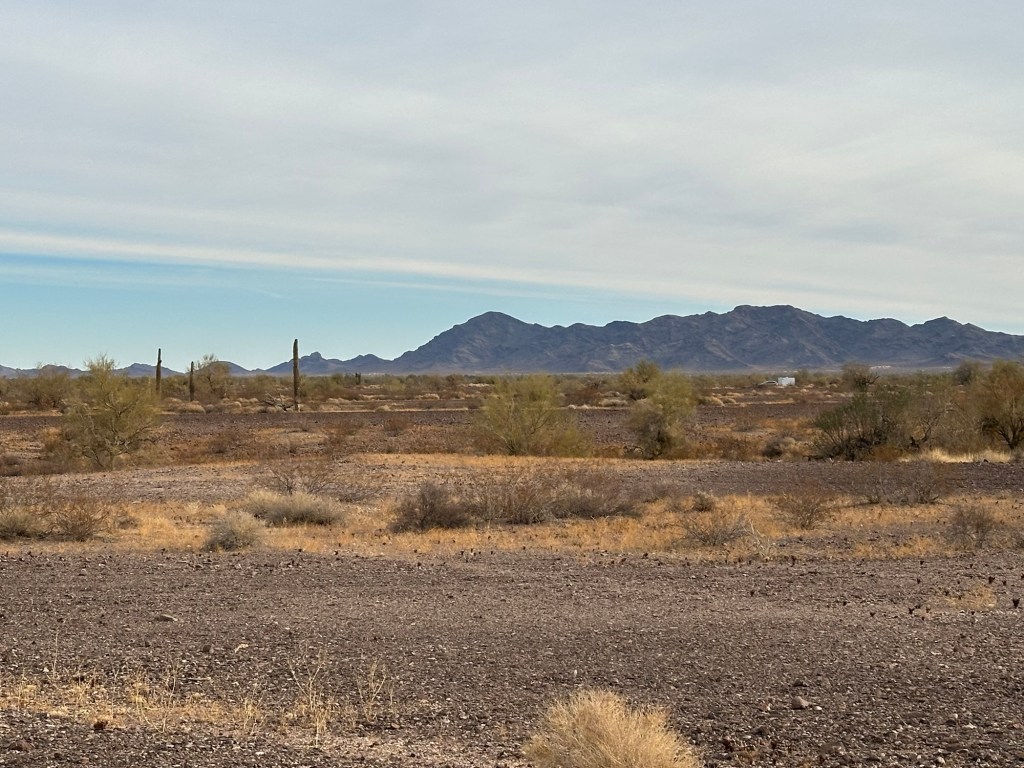 Desert walk on BLM land near Quartzite, Arizona. Picture by Happy Vegan Campers.