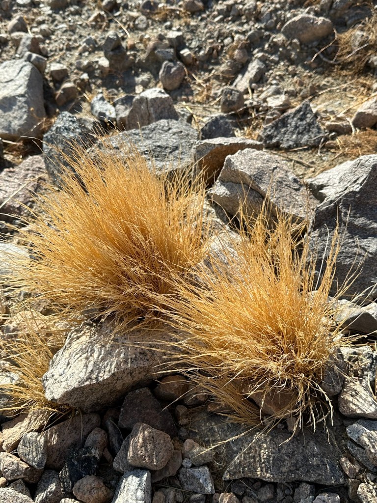 Plant on East Indio Badlands Trail in Indio, California. Picture by Happy Vegan Campers