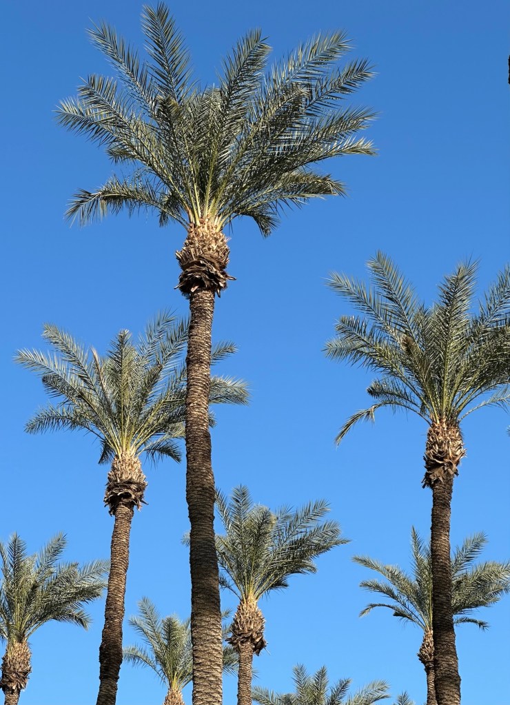 Palm trees in Palm Desert, California. Picture by Happy Vegan Campers.