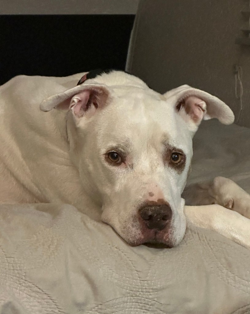 Peter in bed. Picture by Happy Vegan Campers.