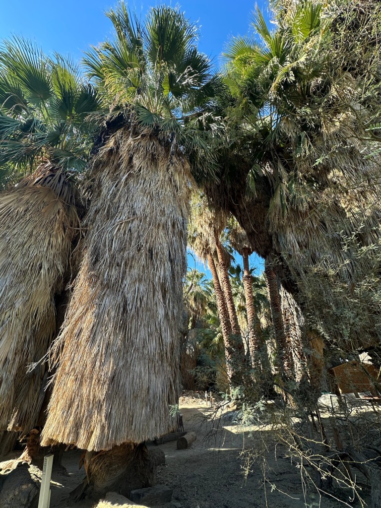 Palm trees at Thousand Palms Oasis Preserve in Desert Hot Springs, California. Picture by Happy Vegan Campers.