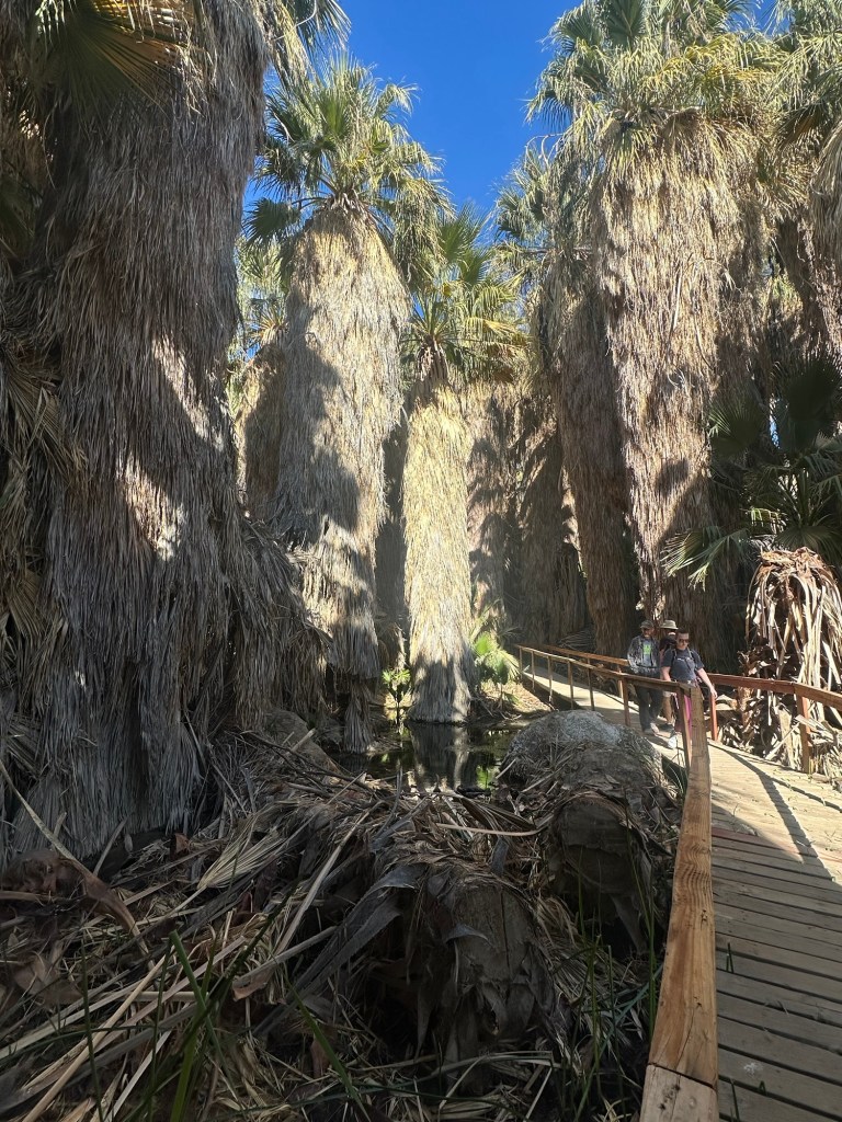Walkway over marsh at Thousand Palms Oasis Preserve in Desert Hot Springs, California. Picture by Happy Vegan Campers.