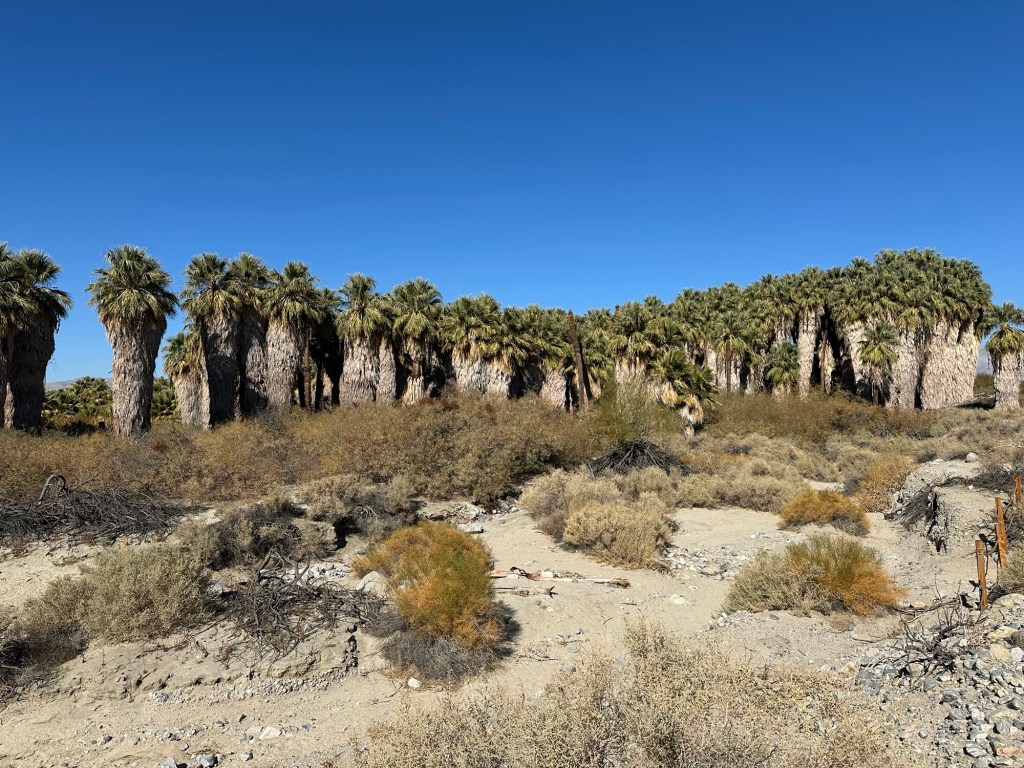 Palm trees at Thousand Palms Oasis Preserve in Desert Hot Springs, California. Picture by Happy Vegan Campers.