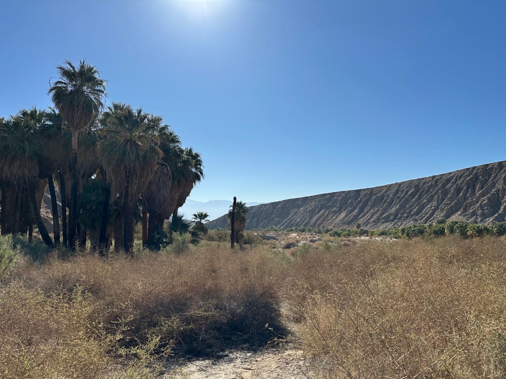 Palm trees at Thousand Palms Oasis Preserve in Desert Hot Springs, California. Picture by Happy Vegan Campers.