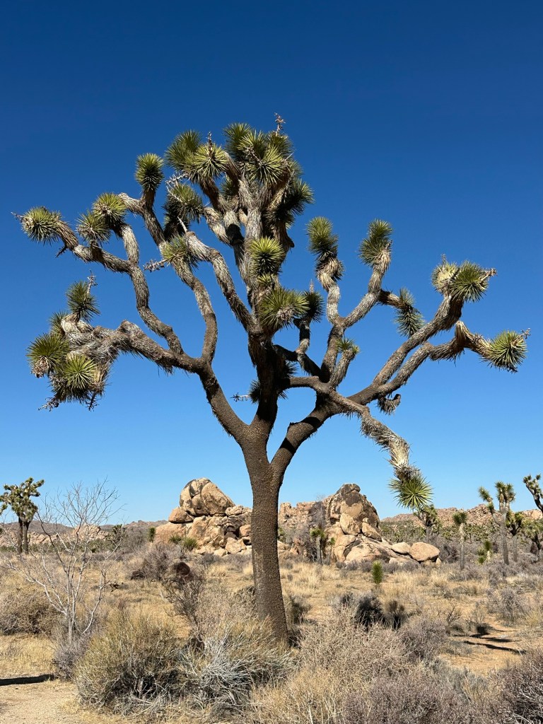 Tree in Joshua Tree National Park in California. Picture by Happy Vegan Campers.