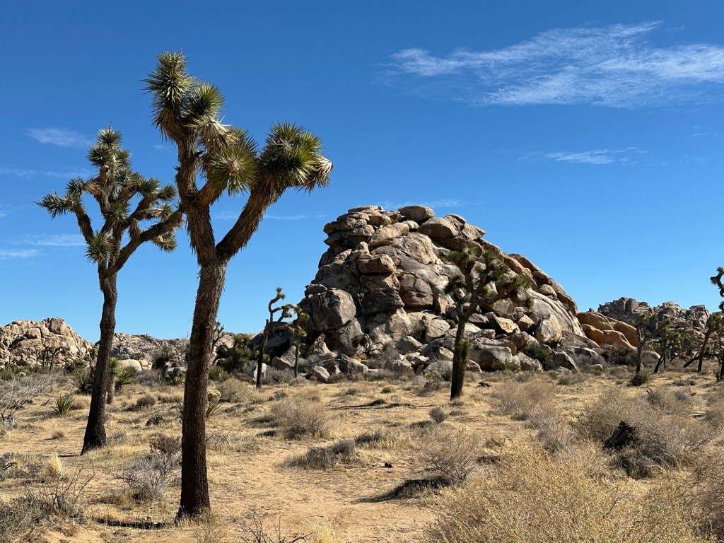 Trees and rocks in Joshua Tree National Park in California. Picture by Happy Vegan Campers.