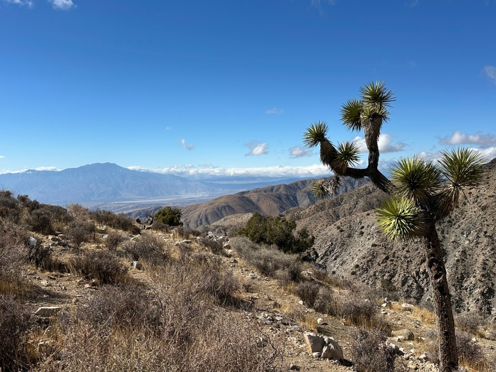 Tree and view of valley from Joshua Tree National Park in California. Picture by Happy Vegan Campers.
