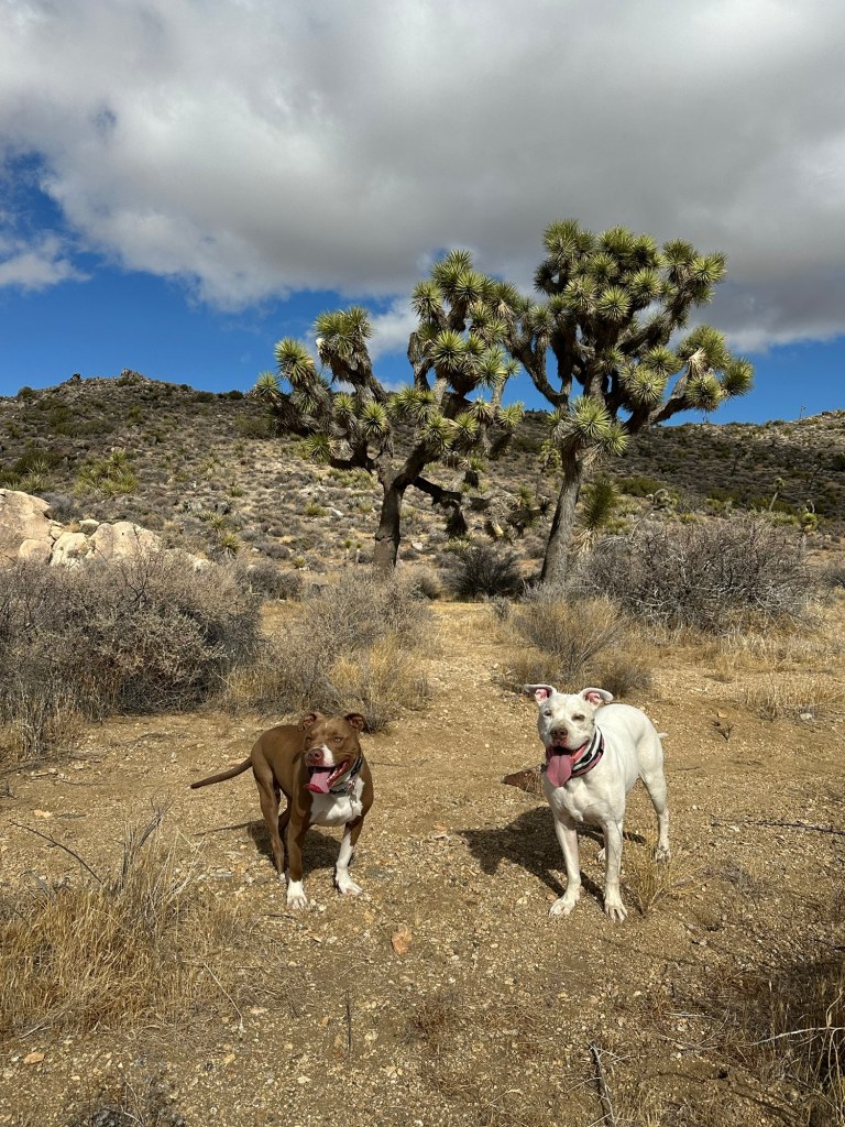 Marcel and Peter in Joshua Tree National Park in California. Picture by Happy Vegan Campers.
