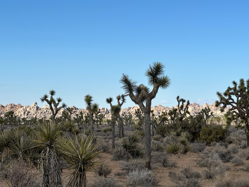 Trees and rocks in Joshua Tree National Park in California. Picture by Happy Vegan Campers.