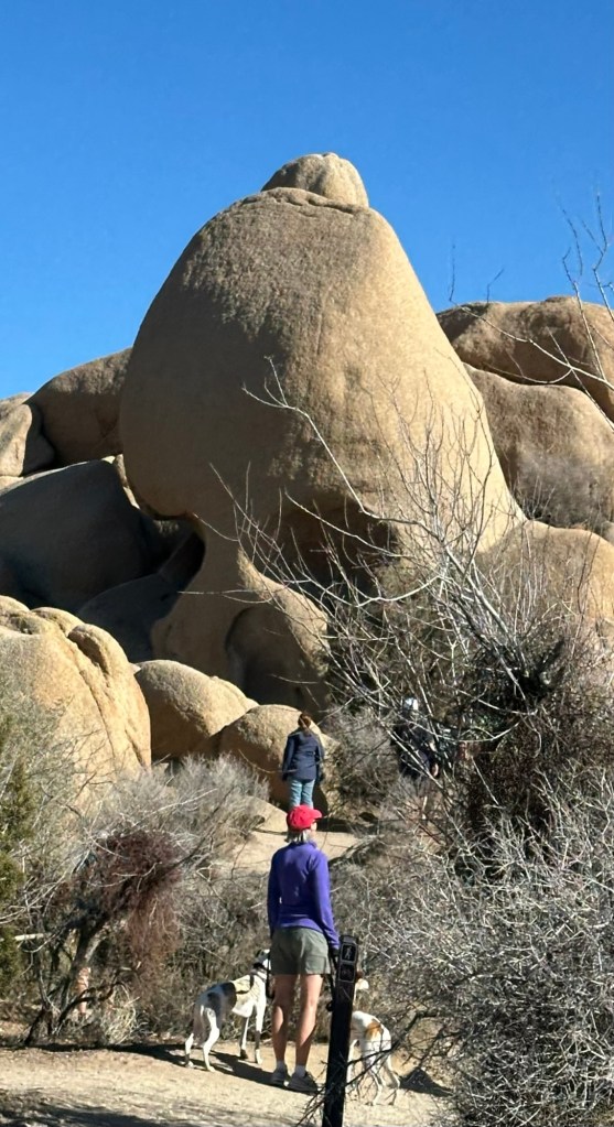 Skull rock in Joshua Tree National Park in California. Picture by Happy Vegan Campers.