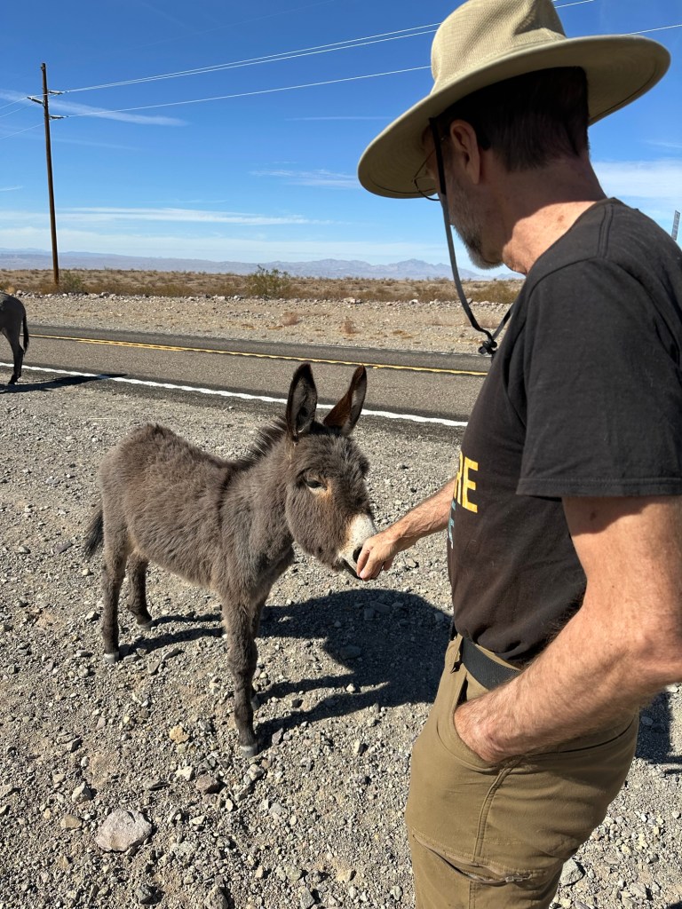 Daniel and baby donkey near Oatman, Arizona. Picture by Happy Vegan Campers.