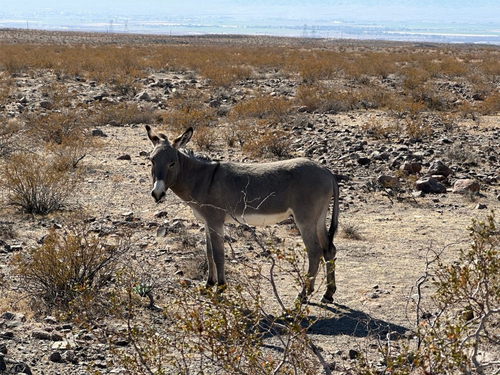 Donkey near Oatman, Arizona. Picture by Happy Vegan Campers.