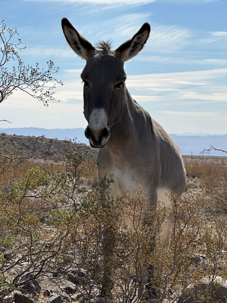 Donkey near Oatman, Arizona. Picture by Happy Vegan Campers.