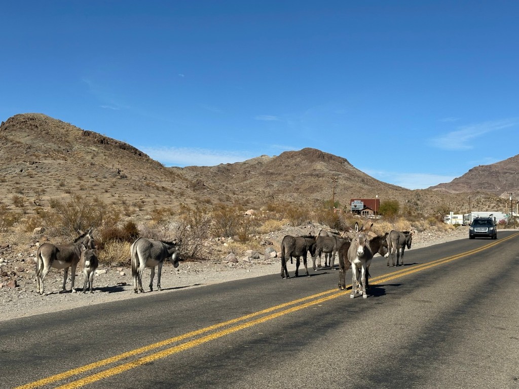 Donkeys blocking road near Oatman, Arizona. Picture by Happy Vegan Campers.