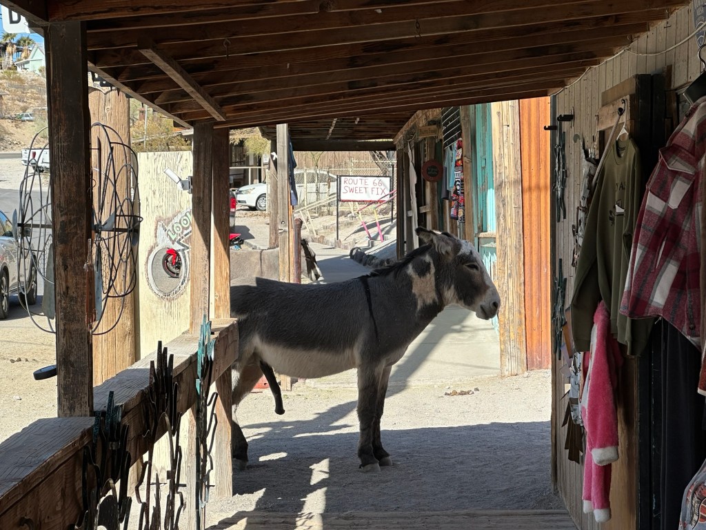 Donkey in Oatman, Arizona. Picture by Happy Vegan Campers.