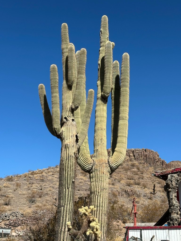 Cactus in Oatman, Arizona. Picture by Happy Vegan Campers.