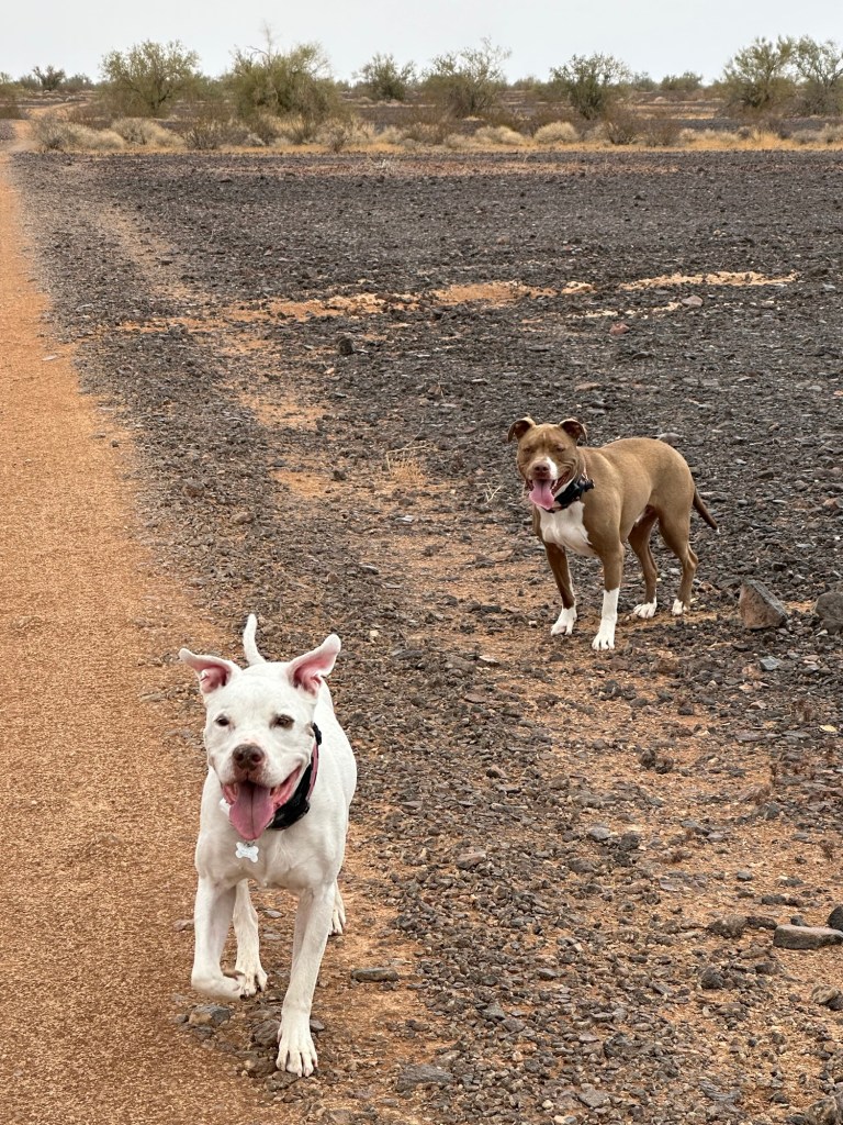 Peter and Marcel having fun in Quartzsite, Arizona. Picture by Happy Vegan Campers.