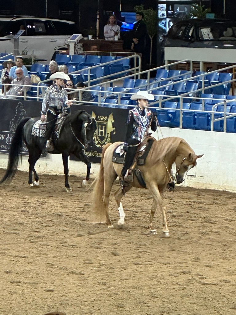 Arabian horses in Scottsdale, Arizona. Picture by Happy Vegan Campers.